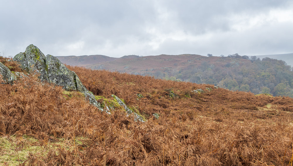 Naddle Low Forest